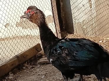 rengli quslar: Qiymət dişilərə aitdir. təmiz qan qara zümrüdü erkek 45 Lavanda — 1