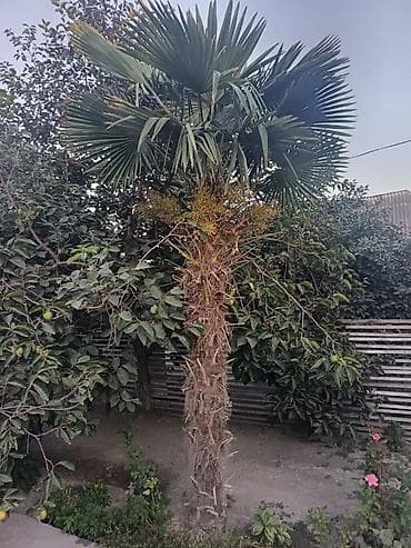 dekor ağaclar: Satılır: Həyət üçün dekorativ palma ağacı (Trachycarpus fortunei – Çin — 1
