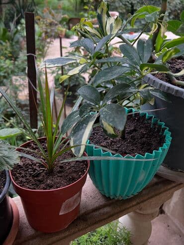 продажа комнатных растений: Her nov guler var endirimnen verecem Gencedi istiyen yazsin satiş — 28