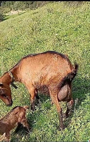 Salam təmiz qan alpin oberhas ərkəy cəpislər satılır 10 günlükdur ana