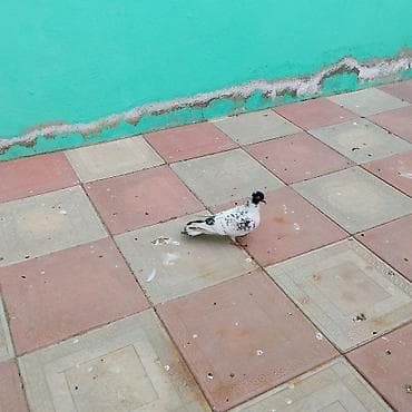 Tavan: Qarabas mayadi tam saglamdi - Material: vibromoldinq üsulu ilə — 2