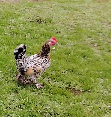 Qoyunlar, qoçlar: Toyuq, Damazlıq — 7