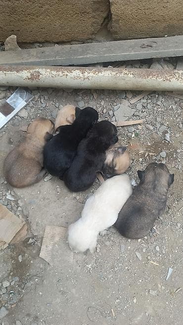 Peyvəndli, Ünvandan götürmə