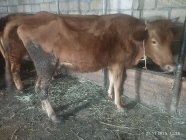 cuce satisi 2020: 2 qarın heyvandi 6 litr südü var sakit sağlam heyvandi balası dişidir — 7