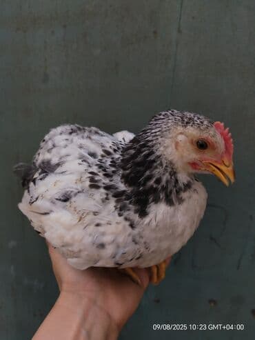 quş satışı: Toyuq, Yumurtalıq — 1