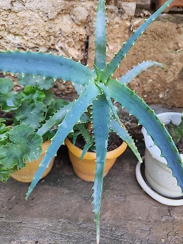 parda tul: Aloe (Aloe vera tipli, tikanlı kənarlı sukulent) – saksıda - Bitki — 1