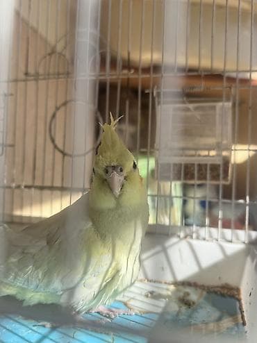 Gəmiricilər: Metall qəfəsdə ev quşları üçün tam dəst Məhsul təsviri: - Avar tipli — 5