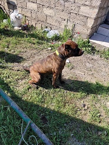 pitbul satışı: 11 ayliqdi tecili satilir — 1