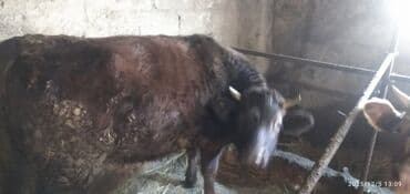 Qaramal heyvanları - Növ: inək (2 baş) - Rəng: biri qara, biri