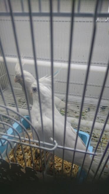 попугай ара цена: Yanaqsız karellalar cüt 250 - 370 azn — 9