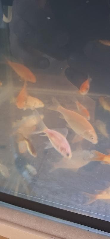 Digər heyvanlar: Qızıl balıq, Sülhsevər, Pulsuz çatdırılma — 8