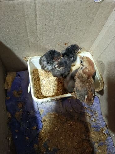 Гуси: Куриные цыплята, Для мяса — 3