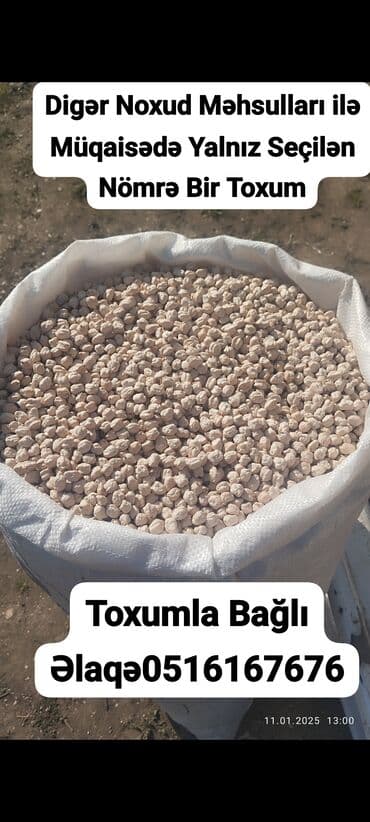 Çöl bitkiləri: Xüsusi becərmə ilə yetişdirilmiş noxud toxumu - Agro-texniki — 2