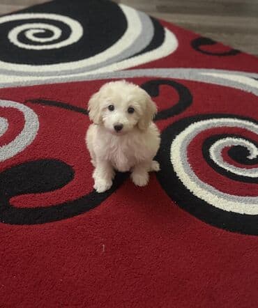 bala haski: 2 ay, Erkek, Peyvəndli, Rayonlara çatdırılma — 2