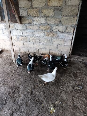 Muscovy (hinduşka ördəyi) ördəkləri - Növ: Muscovy (barbariska)