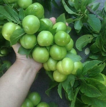 zeytun satışı: Alça qələmi "saglam tinglər saglam bagçiliqin təminatidir"🌱 yeni əkin — 2