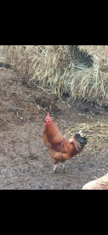 kənd çolpası: Xoruz, il: 1 — 3