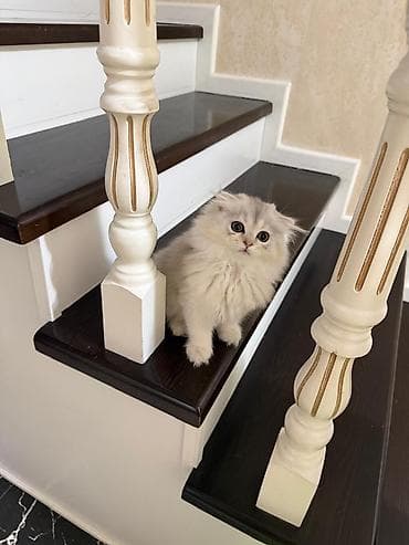 erkey pisik adlari: Şotland yastı qulaq — 2