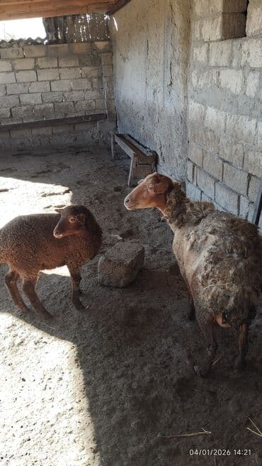 ВАЗ (ЛАДА): Бараны, овцы — 2