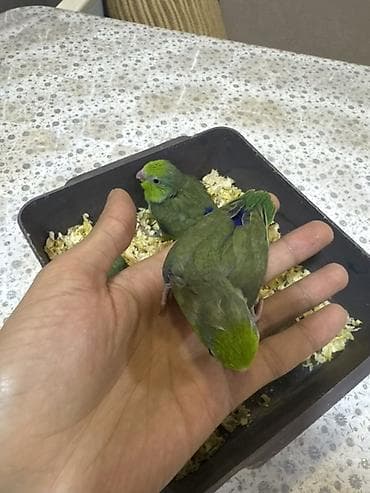 Akvariumlar: Forpus papuqayı balaları var 1 aylığdılar 1 ədədi 100 manat qiymət — 1