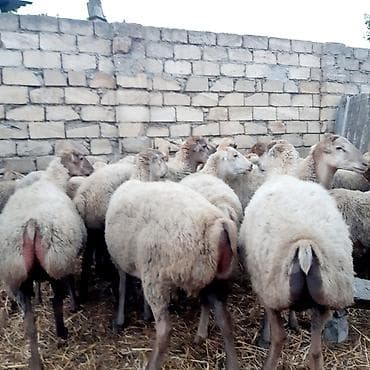 qoyun keci: Qoyun sürüsü – damazlıq - Toplu şəkildə satılır 30 ana qoyun 4 Qoç — 1