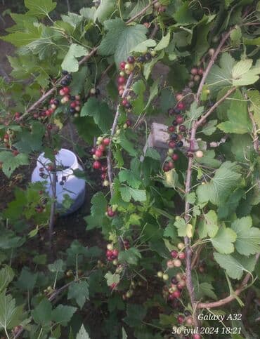 İçkilər: Qarağat — 2