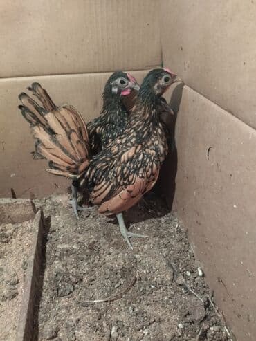 Heyvanlar üçün mallar: Toyuq, Damazlıq, Ünvandan götürmə — 1