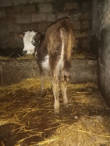 qoyun mal: 2 sdei dişdi hevanar cütü satlır 1400 deyilir riyalı alcıyla edrim — 8