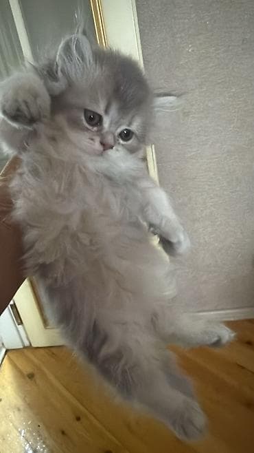 pişik pers: Şotland yastı qulaq — 7