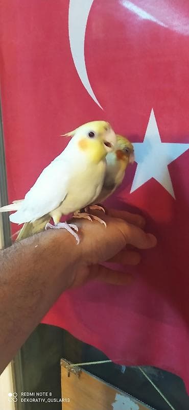 Quşlar: Salam. valnisti ve cex cexden donme cex vistivkanin qarisigi adi ile — 2