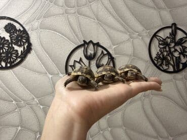 tulku tələsi: Mini quru balaca tısbağalar - Sakit, səs‑küyə dözümlü və asan qulluq — 3