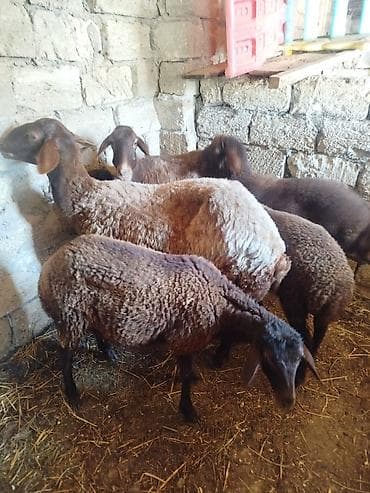 qoyun derisi: Qoyun sürüsü – 6 baş Salam təmiz qala qoyunları. iki ana qoyun dörd — 2