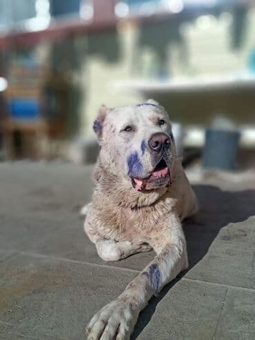 it balasi satilir: Alabay, Erkek, Cütləşmə üçün — 1