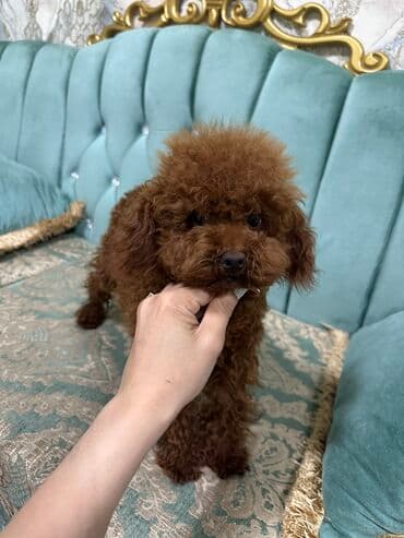 отдам в добрые руки шпица: Toy pudel korden alınıb dişi erkek satılır — 1