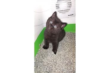 Şotland, Erkək, Yaxşı əllərə