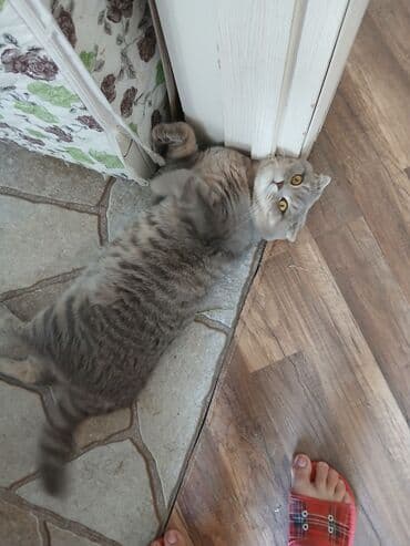 pişik cütleşdirmek: Şotland yastı qulaq, Erkək, Cütləşmə üçün — 5