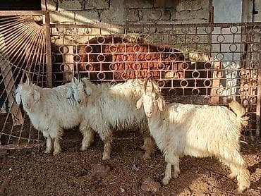 Salam saglam arpa yonca yeyen heyvanlardı real alıcılar zeng vursun