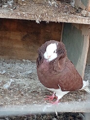 Aş qazanı: Salam Yakabinler tecli satlir raynda diye baxa bilmirem ucuz verem — 4