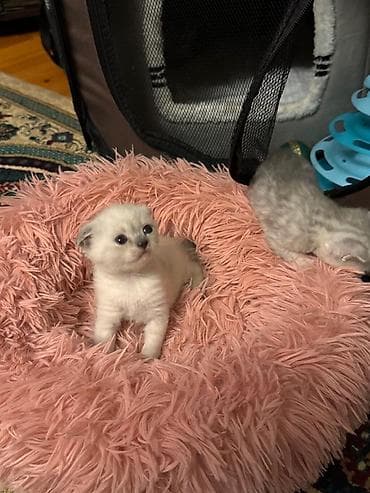 anqora pişik: Yaxşı əllərə — 1