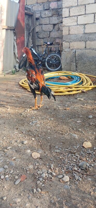 kend toyugu: Heyratı beçə satılır 7 aylıqdı təzə təzə aylır boş bekar adamlar — 2
