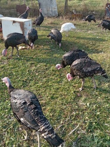 arı şəkilləri: Məhsul: Hinduşka sürüsü Təsvir: - Şəkillərdə müxtəlif rənglərdə — 3