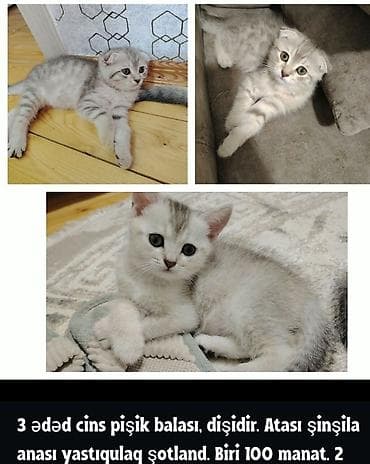 pisiyler: Şotland yastı qulaq, Dişi — 1