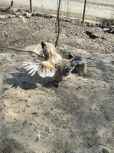 südlük keçi: Bramo Xoruzu satılır. Almaq istəyən şəxslər əlaqə saxlaya bilər — 4