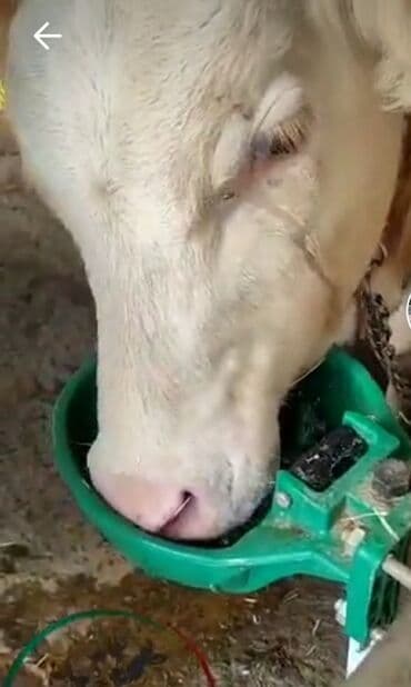 keci cəpiş: Yem qabı, Su üçün, Heyvanlar üçün, Ünvandan götürmə, Pulsuz çatdırılma, Ödənişli çatdırılma — 4