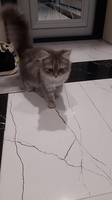 Heyvanlar: Cins: Uzun tüklü, boz rəngli pişik (gümüşü tabby naxışlı) — 2