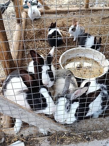 dovsan satisi: Ev şəraitində bəslənən dekorativ dovşanlar balacalar 10 böyüklər 15 — 3