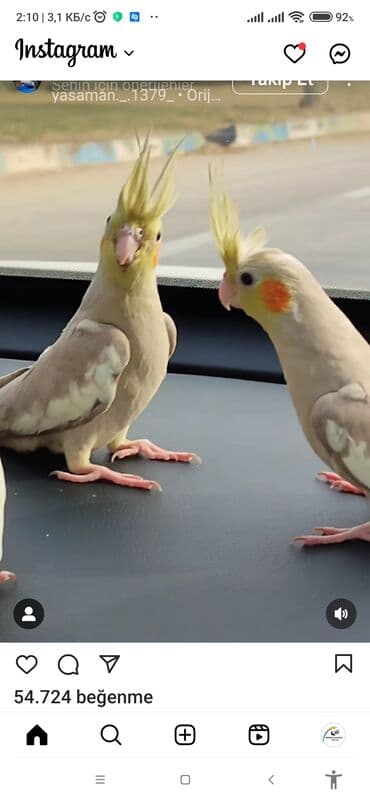 danişan quş: Salam bayram endi̇ri̇mləri̇ davam edi̇r . Bi̇ldi̇rmək i̇stərdi̇mki̇ — 2