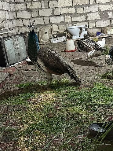 bildircin satışı: Məhsul: Tovuz quşları qaraqanad ve hindistan Təsvir: Quşlar 9,10,11 — 2