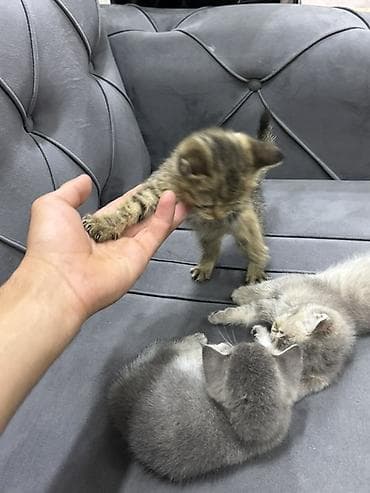 erkey pisik adlari: Tabbi, Yaxşı əllərə — 4
