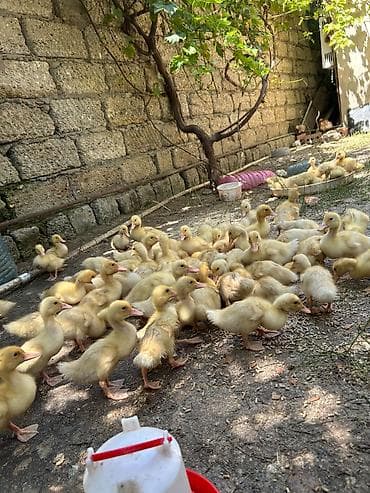 Dişi, Ətlik, Ödənişli çatdırılma